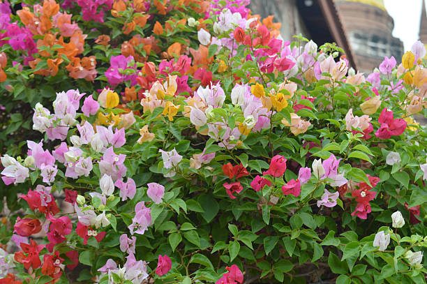 Mixed Bougainvillea Flower Seeds – Heirloom, Non-GMO, High Germination Seeds