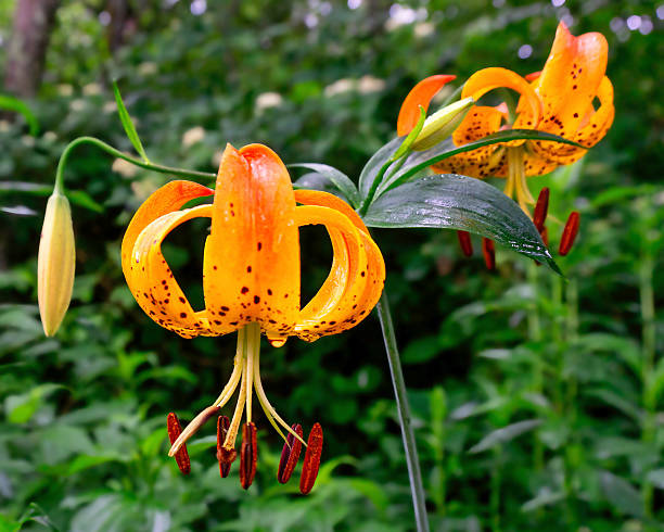 Orange Lilium Superbum Flower Seeds – Heirloom, Non-GMO, High Germination Seeds