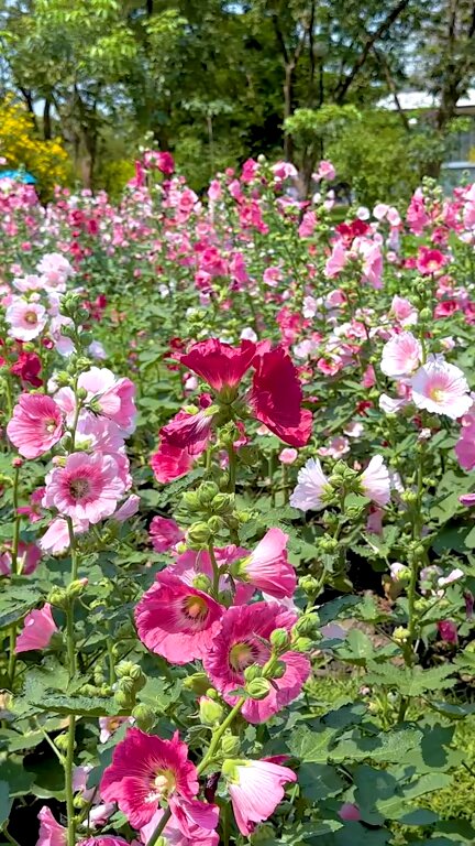 Mixed Anisodontea Flowers Seeds – Heirloom, Non-GMO, High Germination Seeds
