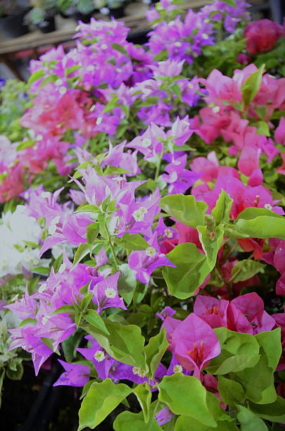 Mixed Bougainvillea Flower Seeds – Heirloom, Non-GMO, High Germination Seeds