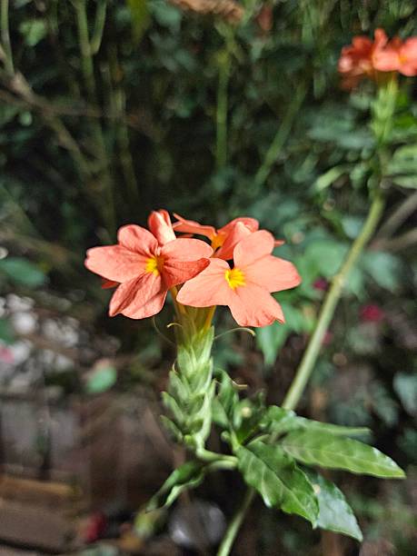 Semillas de flor de Crossandra Infundibuliformis naranja – Herencia, sin OMG, semillas orgánicas de jardín de alta germinación para sembrar