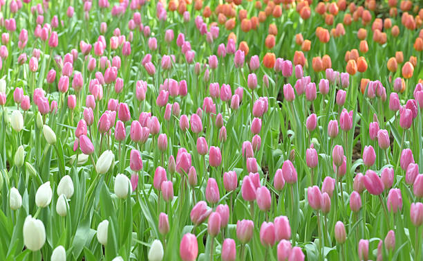 Mixed Siam Tulip Flower Seeds – Heirloom, Non-GMO, High Germination Seeds