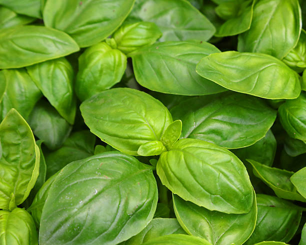 Genovese Basil Herb Seeds for Planting – Heirloom, Non-GMO, High Germination Seeds