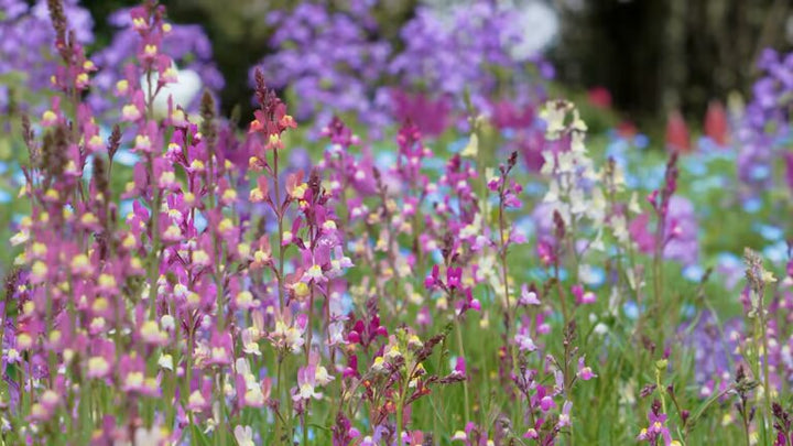 Mixed Linaria Maroccana Flower Seeds – Heirloom, Non-GMO, High Germination Seeds