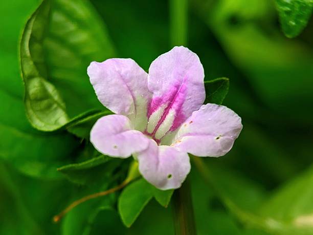 Pale Pink Pimpernel Flower Seeds – Heirloom, Non-GMO, High Germination Seeds