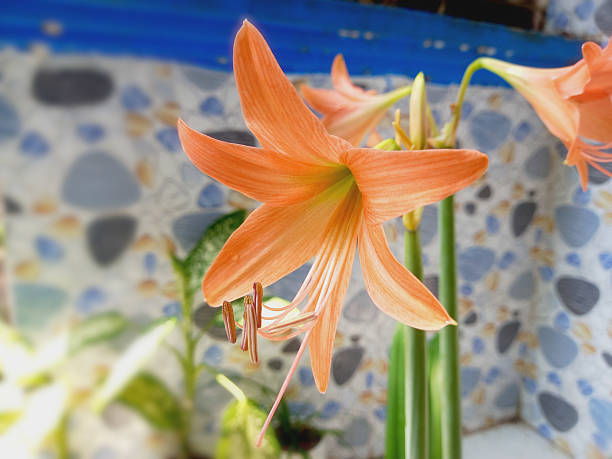 Semillas de flores de Hippeastrum naranja – Orgánicas, reliquia, sin OMG, de alta germinación para sembrar en el jardín