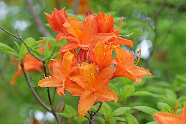 Orange Rhododendron Flower Seeds – Heirloom, Non-GMO, High Germination Seeds
