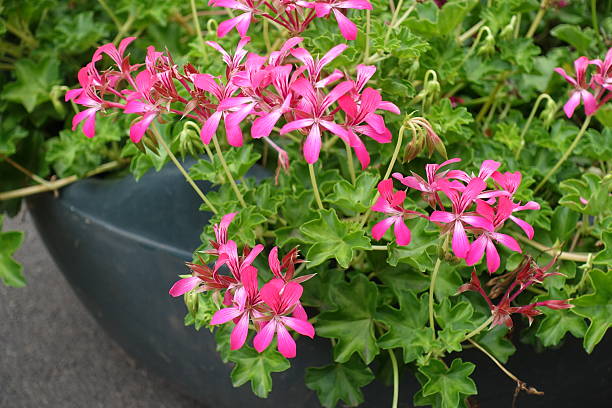 Pink Pelargonium Peltatum Flower Seeds – Heirloom, Non-GMO, High Germination Seeds
