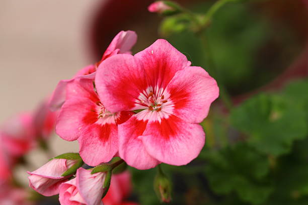 Red Pink Pelargonium Flower Seeds – Heirloom, Non-GMO, High Germination Seeds