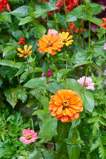 Gemischte Zinnien-Samen – Alte Sorte, gentechnikfrei, keimstark, Bio-Gartensamen