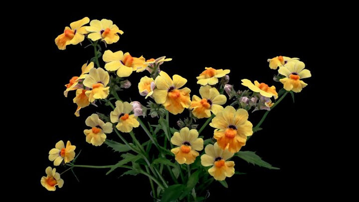 Gelbe Nemesien-Blumensamen – Alte Sorte, gentechnikfrei, hohe Keimfähigkeit, Bio-Gartensamen zum Pflanzen
