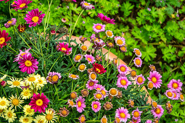 Mixed Argyranthemum Flower Seeds – Heirloom, Non-GMO, High Germination Seeds