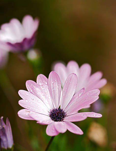 Pale Pink Osteospermum Flower Seeds – Heirloom, Non-GMO, High Germination Seeds