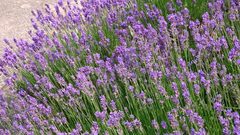 Lavender Catnip Plant Seeds for Planting – Heirloom Non-GMO High Germination Organic Garden Seeds