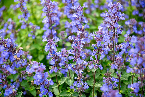Blue Catmint Plant Seeds for Planting – Heirloom Non-GMO High Germination Organic Garden Seeds