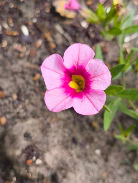 Nierembergia Flower Seeds Pink – Heirloom, Non-GMO, High Germination Seeds