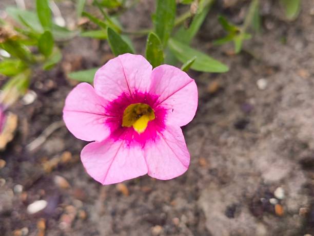 Nierembergia Flower Seeds Pink – Heirloom, Non-GMO, High Germination Seeds