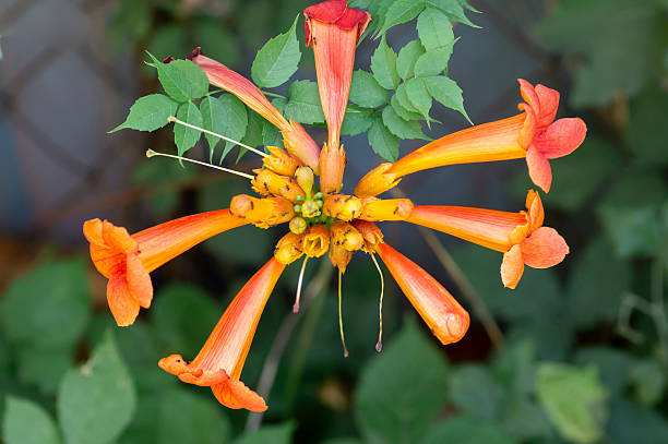 Orange Tecomaria Capensis Flower Seeds – Heirloom, Non-GMO, High Germination Seeds