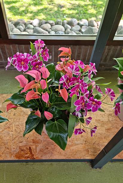 Mixed Anthurium Flower Seeds – Heirloom Non-GMO High Germination Seeds
