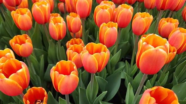 Orange Yellow Tulip Flower Seeds – Heirloom, Non-GMO, High Germination Seeds