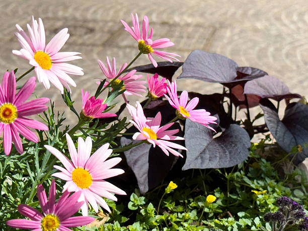 Mixed Gazania Flower Seeds – Heirloom, Non-GMO, High Germination Seeds