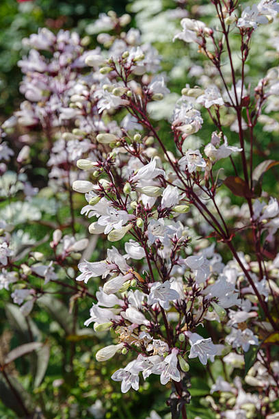 Penstemon Flower Seeds White – Heirloom, Non-GMO, High Germination Seeds