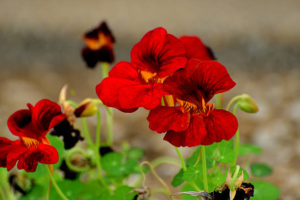 Red Nasturtium Flower Seeds – Heirloom, Non-GMO, High Germination Seeds