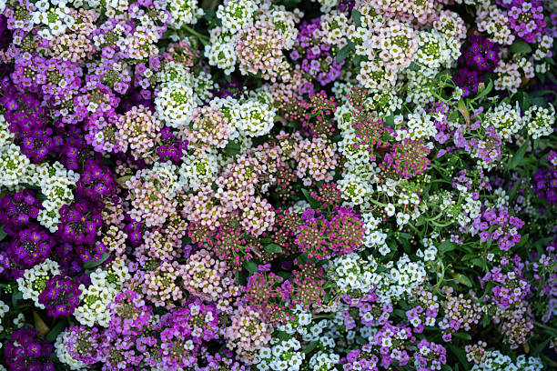 Mischung Lobularia Blumensamen – Alte Sorte, gentechnikfrei, hohe Keimrate, Bio-Gartensamen zum Pflanzen