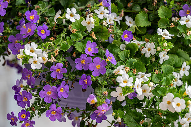 Mixed Bacopa Flower Seeds – Heirloom, Non-GMO, High Germination Seeds