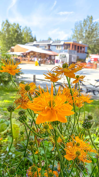 Orange Trollius Flower Seeds – Heirloom, Non-GMO, High Germination Seeds