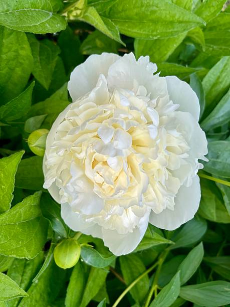 White Peony Flower Seeds – Heirloom, Non-GMO, High Germination Seeds