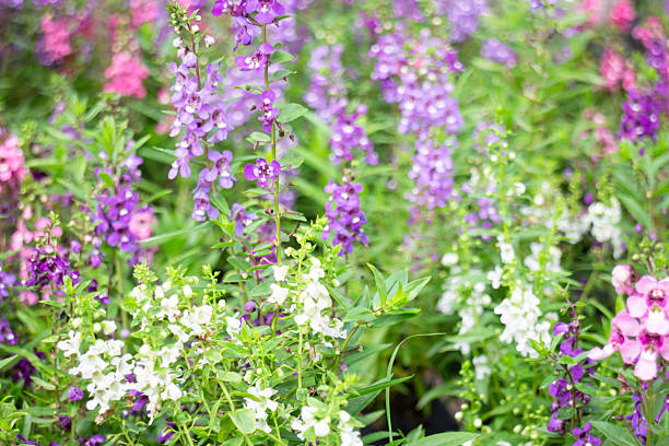 Mixed Angelonia Flower Seeds – Heirloom, Non-GMO, High Germination Seeds