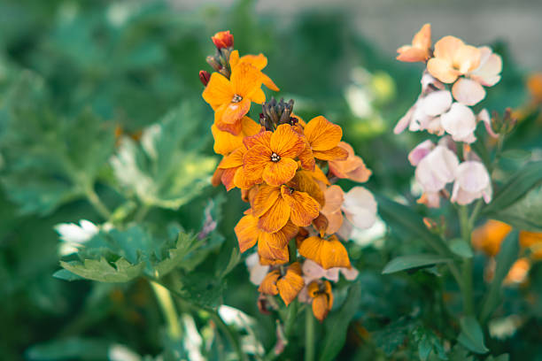 Cheiranthus Flower Seeds Orange – Heirloom, Non-GMO, High Germination Seeds