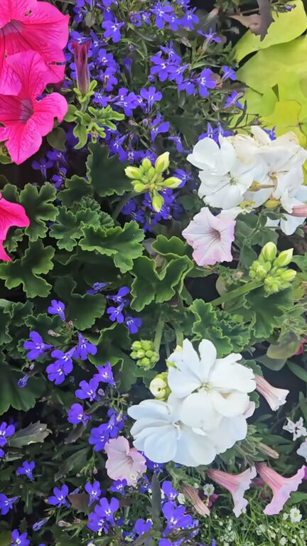 Mixed Gerenium Flower Seeds – Heirloom, Non-GMO, High Germination Seeds for Planting