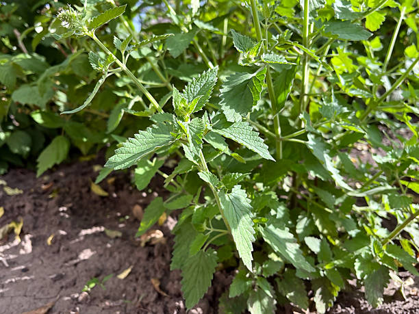 Green Cataria Seeds for Planting Heirloom Non-GMO High Germination Organic Garden Seeds