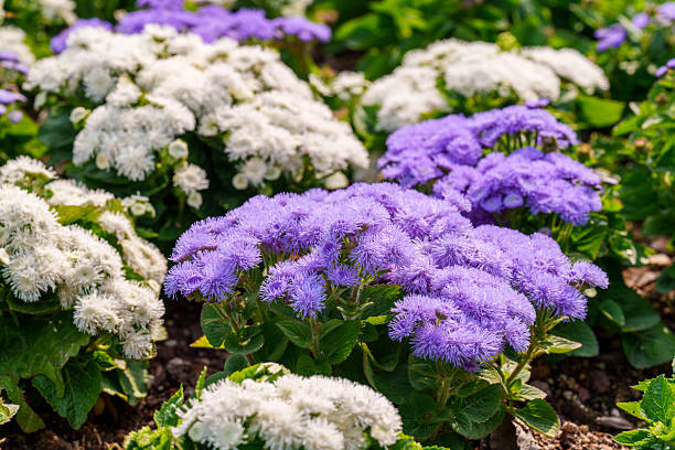 Mixed Ageratum Flower Seeds – Heirloom, Non-GMO, High Germination Seeds