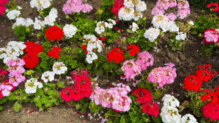 Mixed Geranium Pelargonium Flower Seeds – Heirloom, Non-GMO, High Germination Seeds