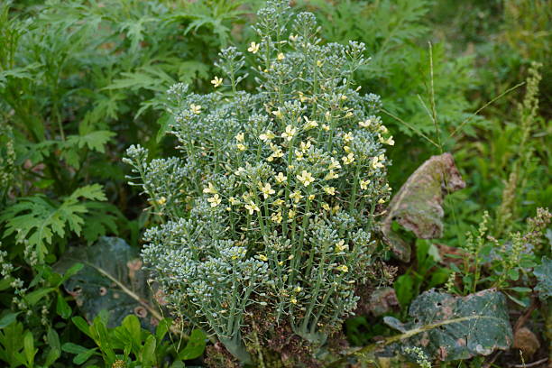 Absinthe Wormwood Seeds for Planting – Heirloom, Non-GMO, High Germination Seeds