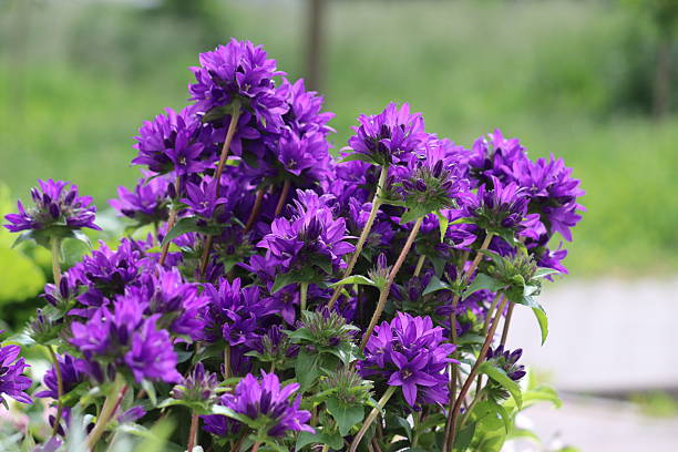 Glomerata Flower Seeds – Heirloom, Non-GMO, High Germination Organic Garden Seeds for Planting
