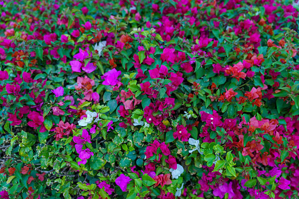 Mixed Bougainvillea Flower Seeds – Heirloom, Non-GMO, High Germination Seeds