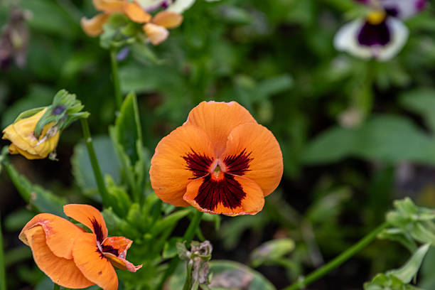 Pansy Flower Seeds Orange Maroon – Heirloom, Non-GMO, High Germination Seeds
