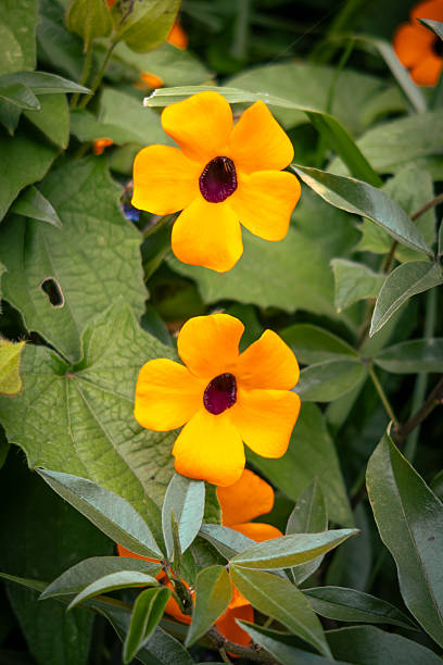 Orange Thunbergia Flower Seeds – Heirloom, Non-GMO, High Germination Seeds