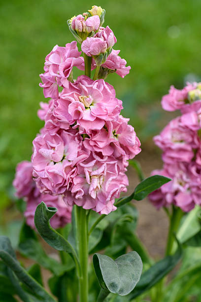 Matthiola Incana Flower Seeds Pink – Heirloom, Non-GMO, High Germination Seeds