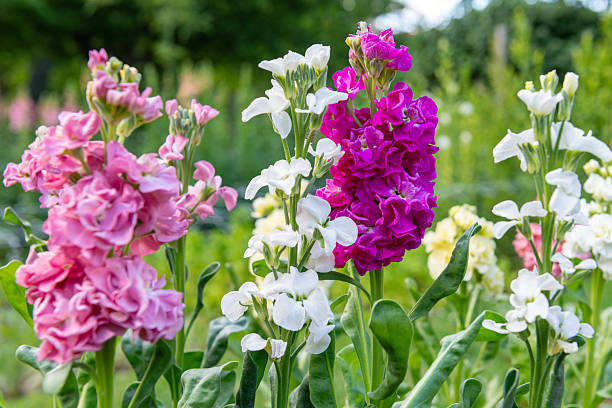 Mixed Matthiola Bicornis Flower Seeds – Heirloom, Non-GMO, High Germination Seeds