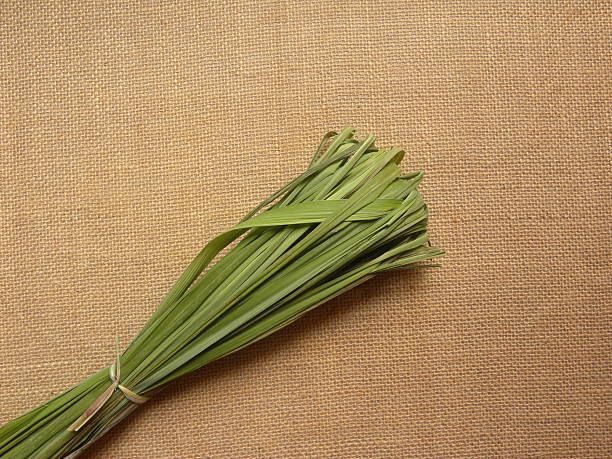 Lemongrass Seeds for Herb Gardens – Heirloom, Non-GMO, High Germination Seeds for Fresh Flavorful Growth