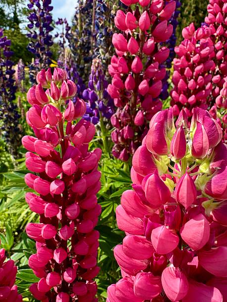 Semillas de lupino mixtas – Reliquia, sin OMG, alta germinación