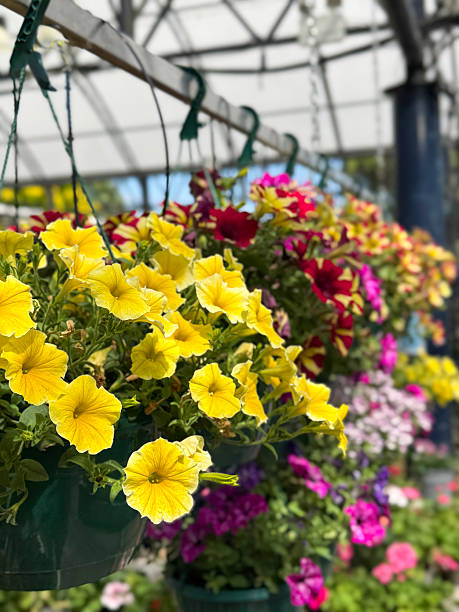 Semillas de Petunia Mini Mixtas de Herencia No Transgénicas de Alta Germinación para Jardín Orgánico