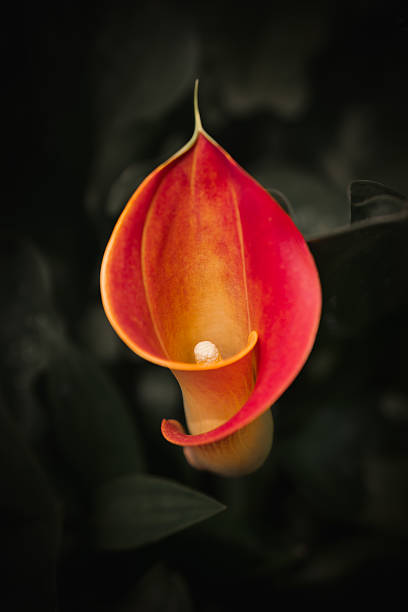 Orange Calla Lilly Flower Seeds – Heirloom, Non-GMO, High Germination Seeds