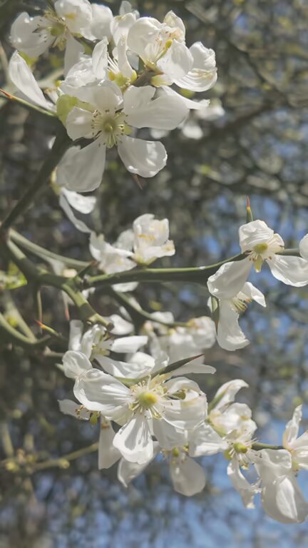 White Parkinsonia Flower Seeds – Heirloom, Non-GMO, High Germination Seeds