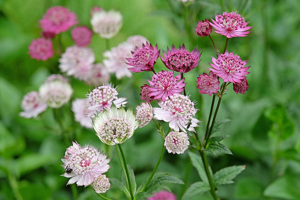 Gemischte Sterndolde Blumensamen – Alte Sorte, gentechnikfrei, keimstark